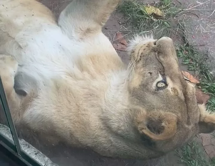 Leoa aparece tranquila em vídeo gravado na Bica momentos antes do ataque