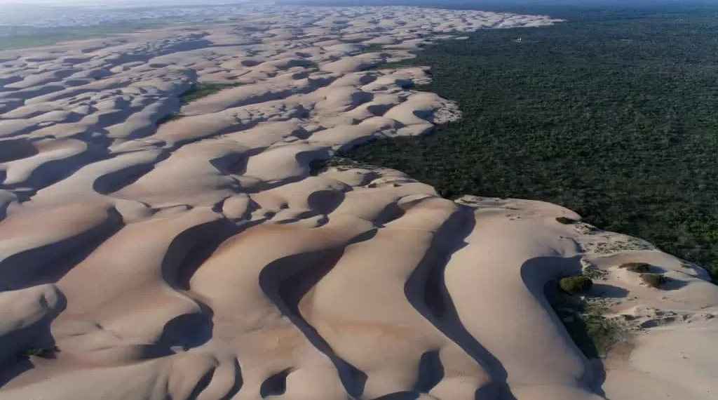 Dunas brasileiras estão ameaçadas por árvores invasoras; entenda
