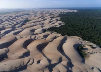 Dunas brasileiras estão ameaçadas por árvores invasoras; entenda