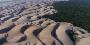 Dunas brasileiras estão ameaçadas por árvores invasoras; entenda