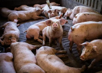 Vírus da peste suína pode ter escapado de laboratório espanhol