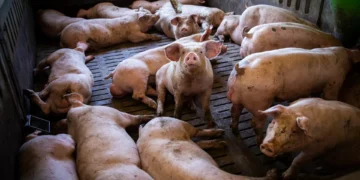 Vírus da peste suína pode ter escapado de laboratório espanhol