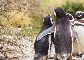 5 animais que já demonstraram comportamento homossexual na natureza