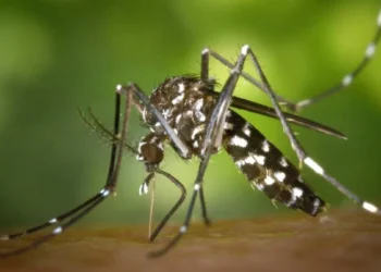 Mosquito da febre amarela silvestre é identificado pela 1ª vez em áreas de SC