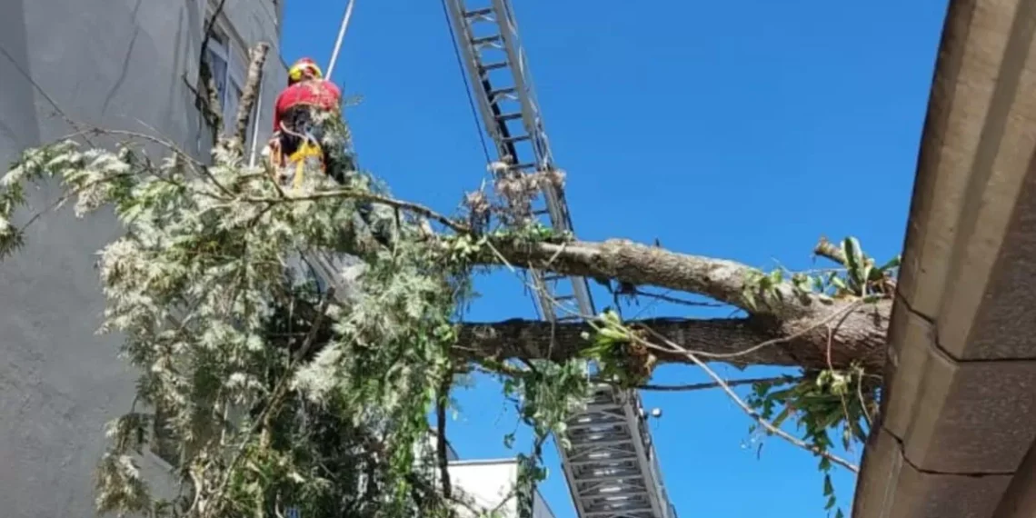 Árvore de cerca de 20 metros cai sobre condomínio em Blumenau após fortes chuvas