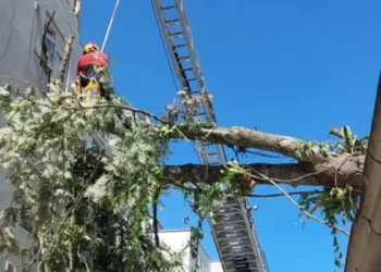 Árvore de cerca de 20 metros cai sobre condomínio em Blumenau após fortes chuvas