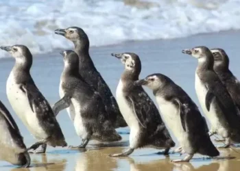 De volta ao lar: pinguins resgatados em SC são soltos após três meses de reabilitação