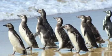 De volta ao lar: pinguins resgatados em SC são soltos após três meses de reabilitação