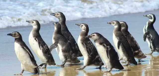 De volta ao lar: pinguins resgatados em SC são soltos após três meses de reabilitação