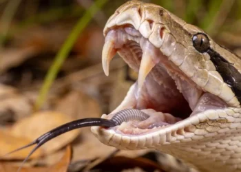 Como as cobras conseguem engolir um bicho muito maior que elas sem morrer entalada