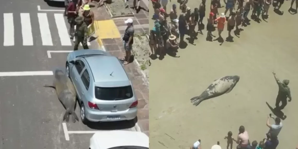 Elefante-marinho aparece em avenida e desperta curiosidade de moradores e turistas