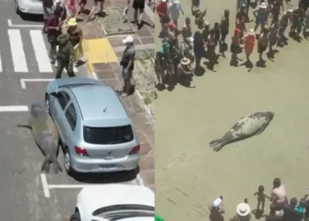 Elefante-marinho aparece em avenida e desperta curiosidade de moradores e turistas