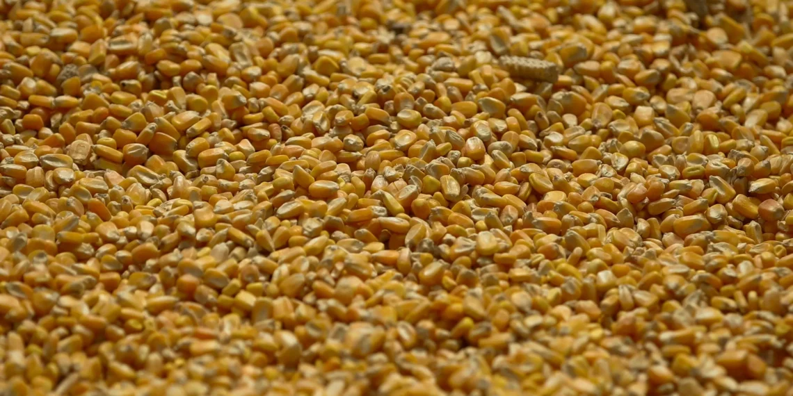 Estoques de milho dos EUA batem recorde em dezembro após grande colheita, diz USDA