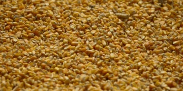 Estoques de milho dos EUA batem recorde em dezembro após grande colheita, diz USDA