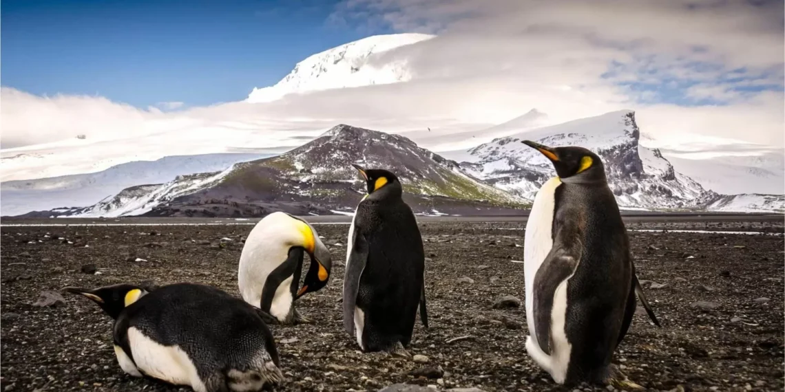 Pinguins antecipam reprodução cerca de duas semanas devido às alterações climáticas