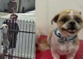 Homem age na cara dura e furta dois Shih Tzu de residência em Timbó