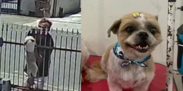 Homem age na cara dura e furta dois Shih Tzu de residência em Timbó