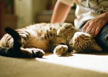 Os sinais discretos que os gatos utilizam para dizer que amam seus donos sem precisar de miados