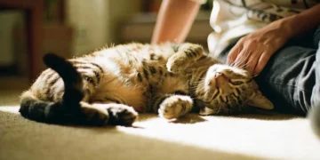 Os sinais discretos que os gatos utilizam para dizer que amam seus donos sem precisar de miados