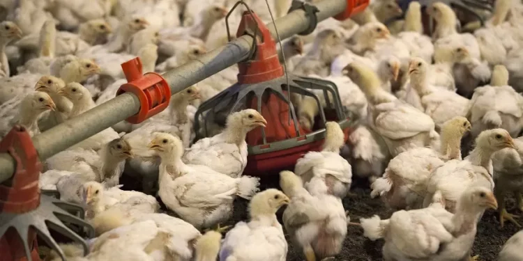 China vai retomar importação de carne de frango do Rio Grande do Sul