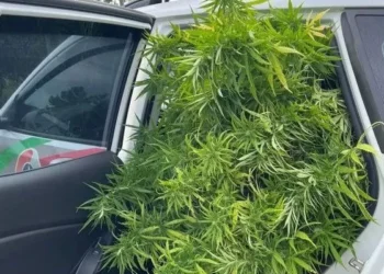 Cultivo de pés de maconha gigantes chamam atenção e são apreendidos pela Polícia Militar em SC