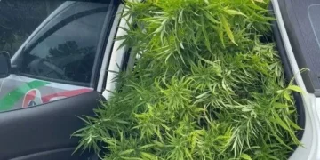 Cultivo de pés de maconha gigantes chamam atenção e são apreendidos pela Polícia Militar em SC