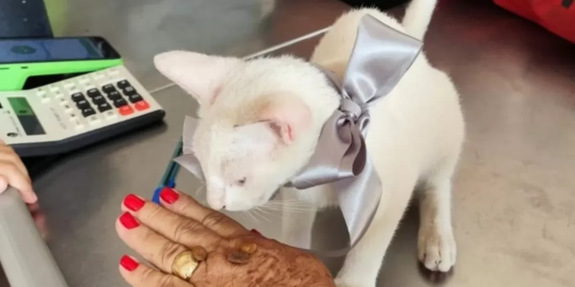 Mulher reage a agressão contra gato e enfrenta suspeito para defender o animal