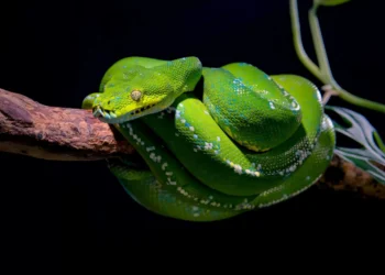 Quais são as serpentes mais peçonhentas do Brasil e onde elas vivem?