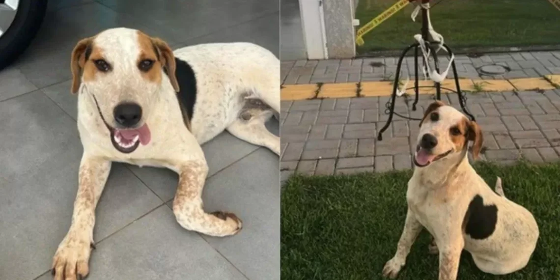 Crueldade sem limites: cão comunitário morre após levar um tiro e polícia tenta identificar autor do crime