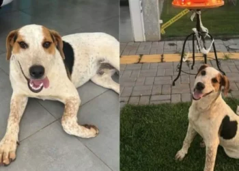 Crueldade sem limites: cão comunitário morre após levar um tiro e polícia tenta identificar autor do crime