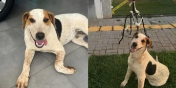 Crueldade sem limites: cão comunitário morre após levar um tiro e polícia tenta identificar autor do crime