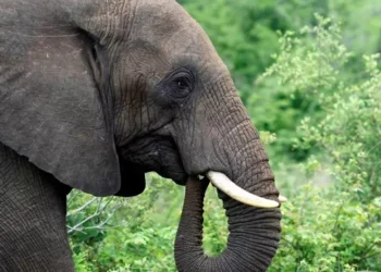 Elefante mata pelo menos 20 pessoas na Índia