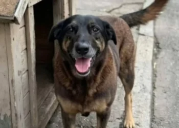 Caso Orelha: Polícia Civil apreende celulares de adolescentes investigados por maus-tratos a cachorro em SC