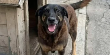 Caso Orelha: Polícia Civil apreende celulares de adolescentes investigados por maus-tratos a cachorro em SC