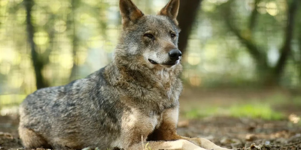 Lobos matam 14 ovelhas em Vimioso. Proprietários pedem ajuda ao Governo