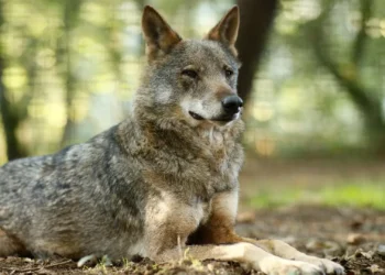 Lobos matam 14 ovelhas em Vimioso. Proprietários pedem ajuda ao Governo