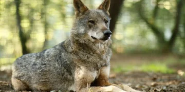 Lobos matam 14 ovelhas em Vimioso. Proprietários pedem ajuda ao Governo