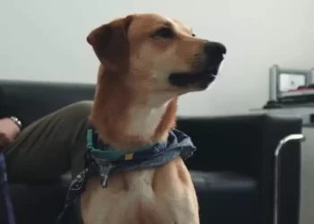 Cão sobrevivente de maus-tratos ligado ao caso Orelha é resgatado e adotado por delegado em SC