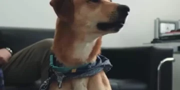 Cão sobrevivente de maus-tratos ligado ao caso Orelha é resgatado e adotado por delegado em SC