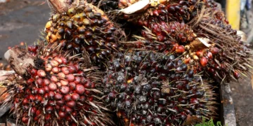 Importações de óleo de palma pela Índia atingem maior nível em 4 meses