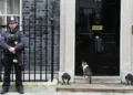 Larry the Cat: o inquilino mais famoso de Downing Street celebra 15 anos no poder