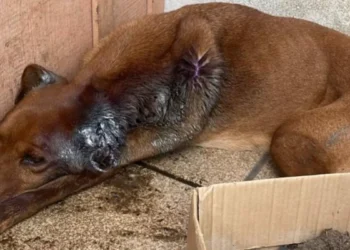 Tutor é preso após cão ser encontrado com larvas na orelha e desnutrição severa em Blumenau