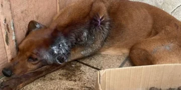 Tutor é preso após cão ser encontrado com larvas na orelha e desnutrição severa em Blumenau