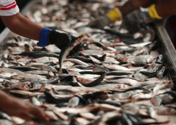 Exportação de pescados do Brasil deve somar US$ 600 mi após alívio tarifário dos EUA