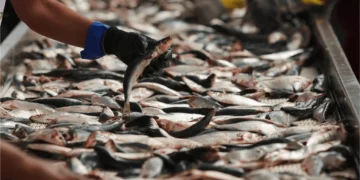 Exportação de pescados do Brasil deve somar US$ 600 mi após alívio tarifário dos EUA