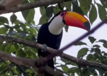 Surpresa no fim do dia: após meses livre na natureza, tucano resgatado reaparece e emociona tutora