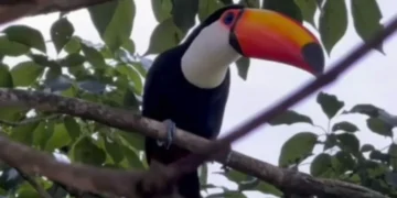 Surpresa no fim do dia: após meses livre na natureza, tucano resgatado reaparece e emociona tutora
