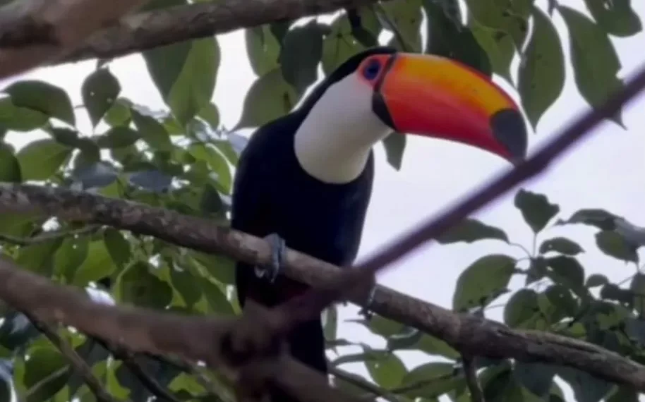 Surpresa no fim do dia: após meses livre na natureza, tucano resgatado reaparece e emociona tutora