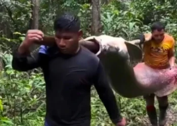 Gigante das águas: captura de pirarucu de 150 kg surpreende e reforça importância da pesca sustentável