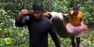 Gigante das águas: captura de pirarucu de 150 kg surpreende e reforça importância da pesca sustentável